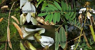Image result for Tephrosia vogelii