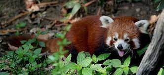 Red Pandas At Central Park Zoo Red Panda Panda Habitat Panda