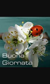 Jantke art studio presenta la nostra popolare gamma di adesivi in vinile di qualità australiana, di alta qualità si è verificato un problema durante il recupero della traduzione. Buona Giornata Auguri Di Buongiorno Foto Di Fiori Buongiorno Immagini