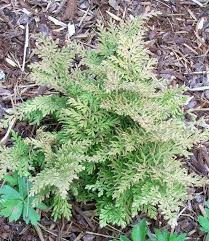 Image result for Selaginella auquieri