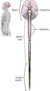 Schematic diagram showing the central nervous system in yellow, peripheral in orange. Brain Spinal Cord Atlas Of Anatomy