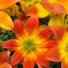 Image result for Bidens