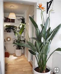 Bird of paradise is a common name applied to several plant species in two genera. 2 Or 1 Bird Of Paradise Orange Live Plants Tropical Bird Of Etsy Birds Of Paradise Plant Plants House Plants Indoor