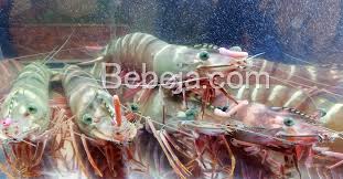 For faster navigation, this iframe is preloading the wikiwand page for udang harimau. Udang Windu G 9 Berkualitas Foto Bebeja Foto Bebeja