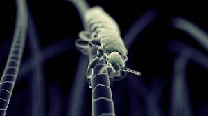 It's about time back to the future. Love The Parasite You Re With The Entertaining Life Of Unwelcome Guests From Flea Circuses To Aliens The Canberra Times Canberra Act