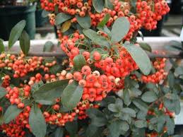 Image result for Pyracantha coccinea golden charmer