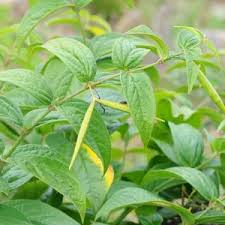 Image result for Vincetoxicum