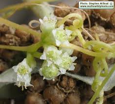 Image result for Cuscuta australis