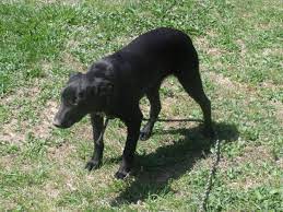 Hangin Tree Pup Cattle Dog Real Dog Horses For Sale