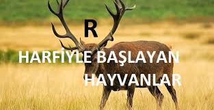 R Harfiyle Baslayan Hayvanlar Hangileri R Ile Hayvan Ismi Hangisoru Com