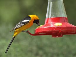 Yellow Birds Of Arizona Desert Oriole Humming Bird Feeders Bird Feeders Oriole Bird Feeders