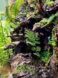 Image result for Hymenophyllaceae