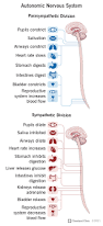 Image result for Peripheral Nervous System