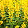 Yellow perennial flowers zone 5. 3