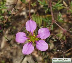 Image result for Fagonia