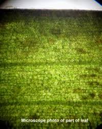 Image result for Cymodoceaceae