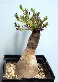 Image result for Raphionacme hirsuta