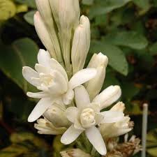 Image result for Polianthes tuberosa