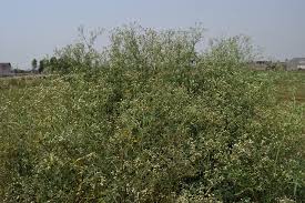 Image result for Parthenium