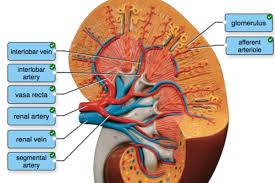 They also take waste and carbon dioxide away from the tissues. Chapter 20 Urinary System Mb Flashcards Quizlet