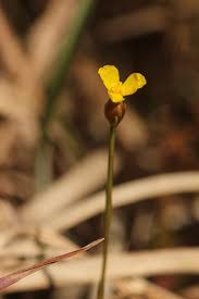 Image result for Xyris obscura