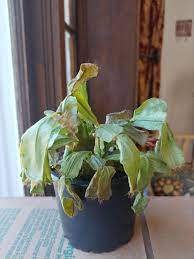 Easter, also called pascha (aramaic, greek, latin) or resurrection sunday, is a christian festival and cultural holiday commemorating the resurrection of jesus from the dead, described in the new testament as having occurred on the third day after his burial following his crucifixion by the romans. Why Is My Easter Cactus Dying Leaves Are Shriveled And Dying Plantclinic