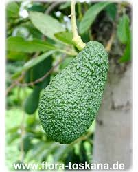 Persea Americana Avocado Pflanze Flora Toskana