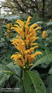 Image result for Justicia aurea