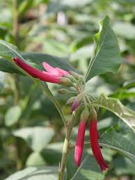 They range from colombia to argentina or when certain species are excluded (see below). Red Wine Mini Angel Trumpet Plant Iochroma Cyanea Urban Tropicals