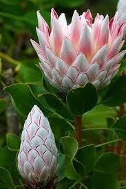 20 Seeds Pack Fresh Rare Protea Cynaroides Seeds Easy Planting Etsy Unique Flowers Most Beautiful Flowers Beautiful Flowers