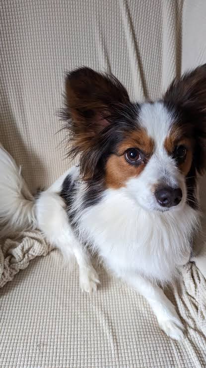 Why is my Papillon so big? Do you guys think he's mixed? 18lbs : r/papillon