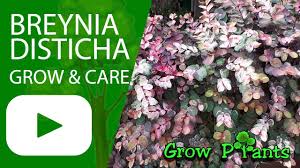 You have the option of purchasing due to the way they are, they quickly collect water but can be quick to rot, especially if they are planted in a pot and don't have the right cactus soil mix. Breynia Disticha Grow Care Snow Bush Plant Youtube