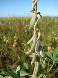 Image result for Crotalaria incompta
