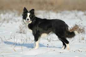 Pin On Border Collies