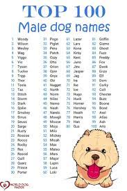 Choosing the best dog name, like choosing the perfect dog sitter, is a fun and important task for every pet parent. Boy Dog Names And How To Choose One