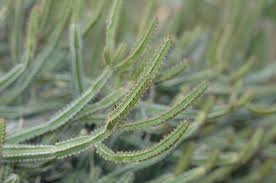 Image result for Euphorbia griseola