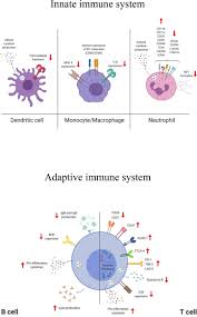 Walkways, patios, landscapes, driveways, retaining walls, stone walls, trees and shrubs, plantings, snow removal, and more. Frontiers Aging And Options To Halt Declining Immunity To Virus Infections Immunology