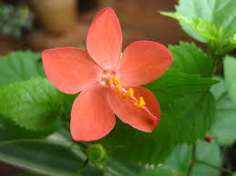 Image result for Hibiscus micranthus