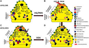Fish food, pumps and most supplies have arrived, however it will be a few weeks before most aquatic plants and fish are ready, depending on the weather. Role Of The Apolipoprotein L1 Apol1 Mir 193a Axis In Podocyte Download Scientific Diagram