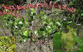 Image result for Vincetoxicum monticola