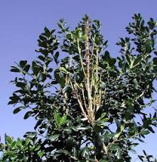 Image result for Sphaeropsis tumefaciens oleander symptoms