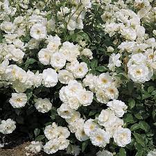 We did not find results for: Iceberg Floribunda Rose Jackson Perkins