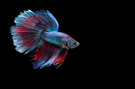 Maybe you would like to learn more about one of these? Budidaya Ikan Konsumsi Prakarya Kelas 9 Ppt Infoakuakultur Com