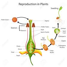 Education Chart Of Biology For Reproduction In Plant Diagram