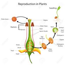 education chart of biology for reproduction in plant diagram