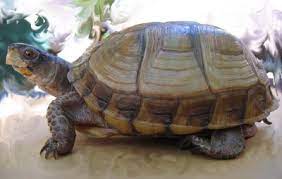 Three Toed Box Turtle Terrapene Carolina Triunguis Box Turtle World