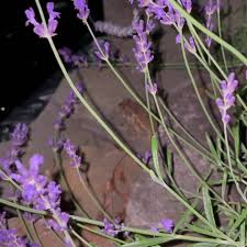 Do you want to start a lavender farm for a small scall business? Pleasant Valley Lavender 288 Pleasant Valley Rd Morganville Nj 2021