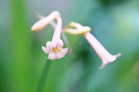 Image result for Cyrtanthus mackenii