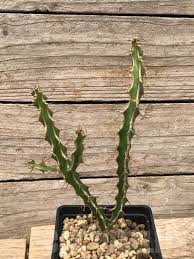 Image result for Euphorbia griseola