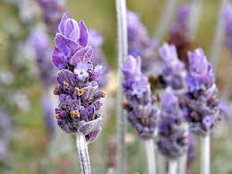 Tell each of your health care providers about all medicines you use now and any medicine you start or stop using. Lavandula Wikipedia